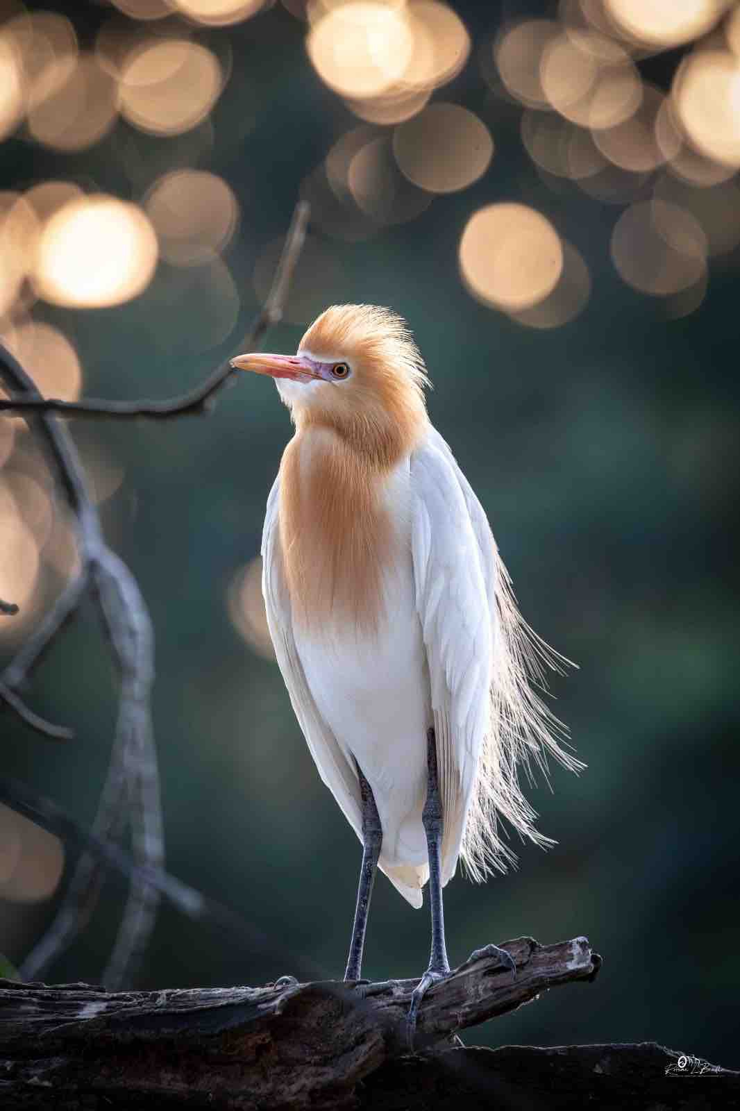 乌布苍鹭鸟（ Heron Bird Ubud ）豪华客房