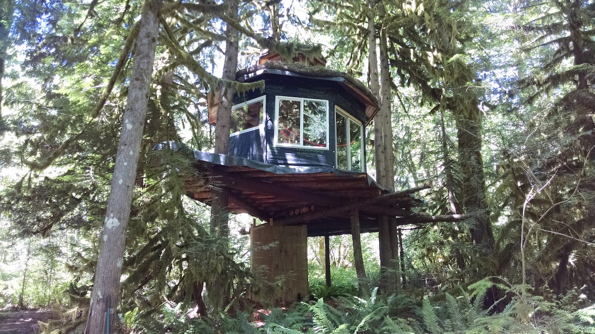 The Eagle 's Perch - Off-Grid Tree-House体验