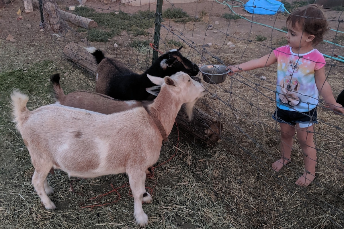 靠近国会大厦珊瑚礁（ Capitol Reef ）的Loa 's Farm