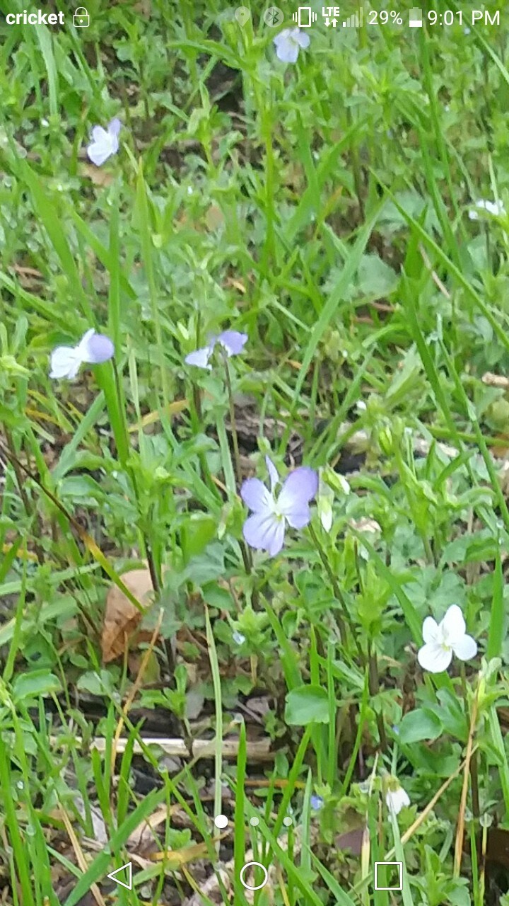 Murchison农场原始营地阴凉营地