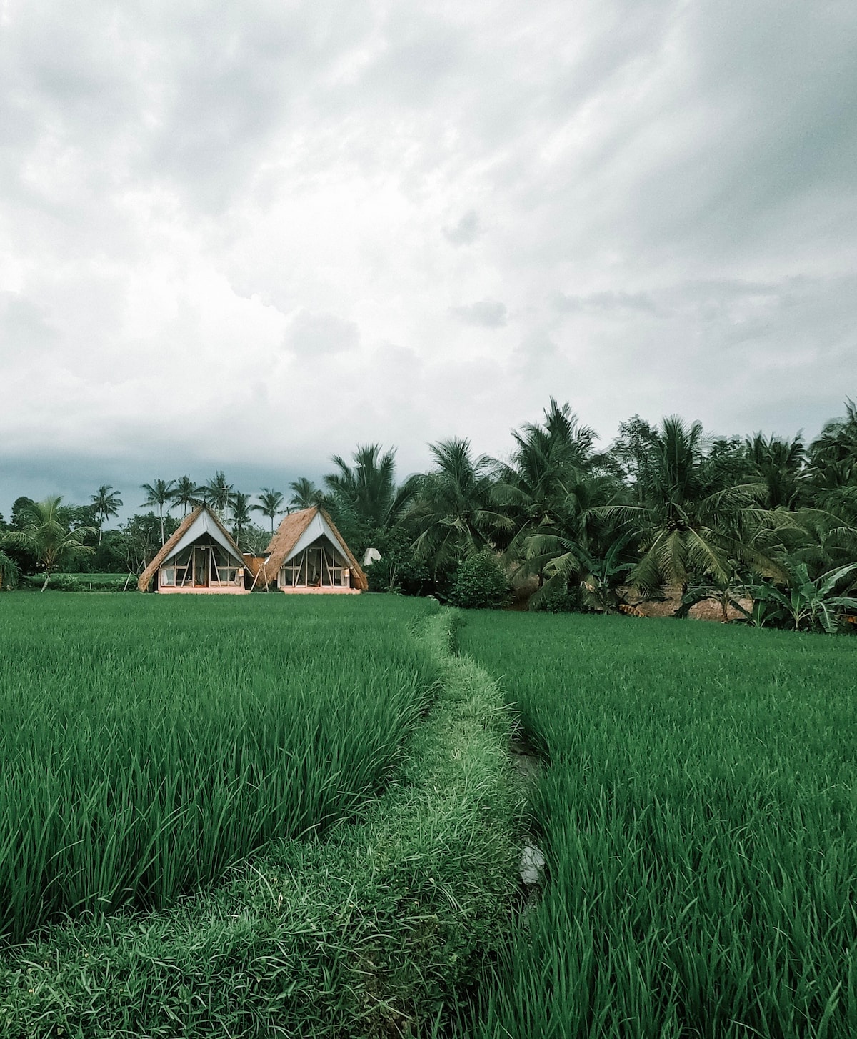 乌布（ Ubud ）令人叹为观止的稻田景观