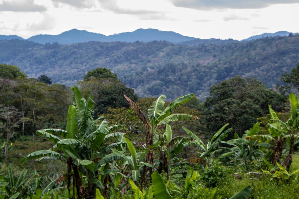 Living on a coffee farm in the middle of nature