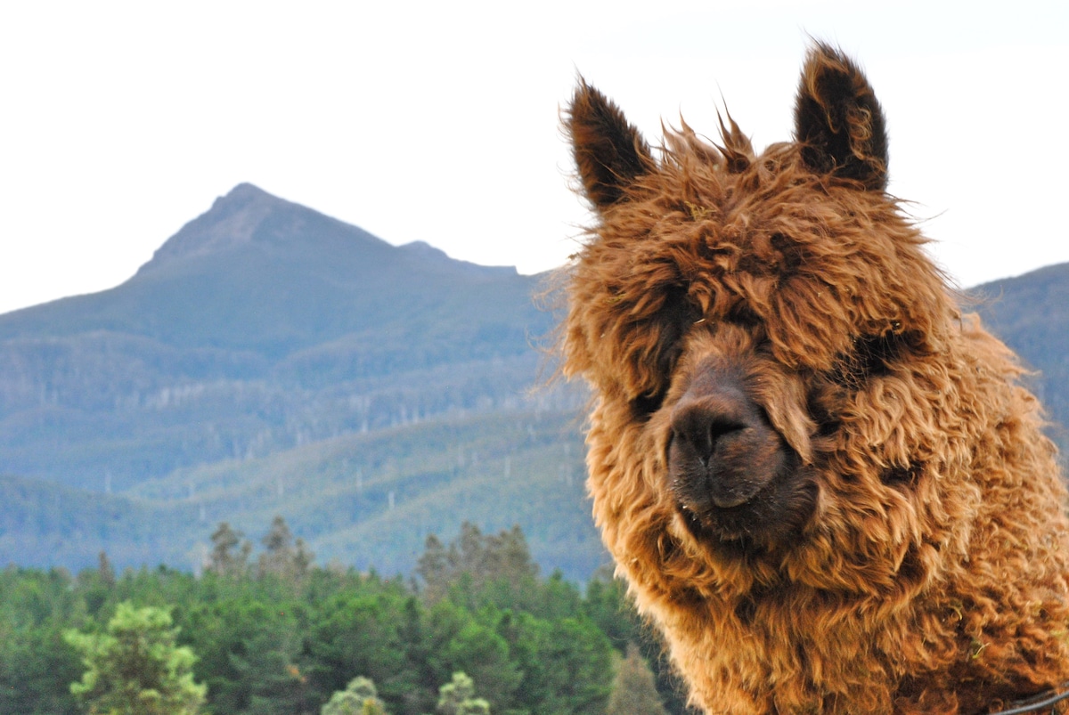 Maydena Mountain Cabins & Alpacas