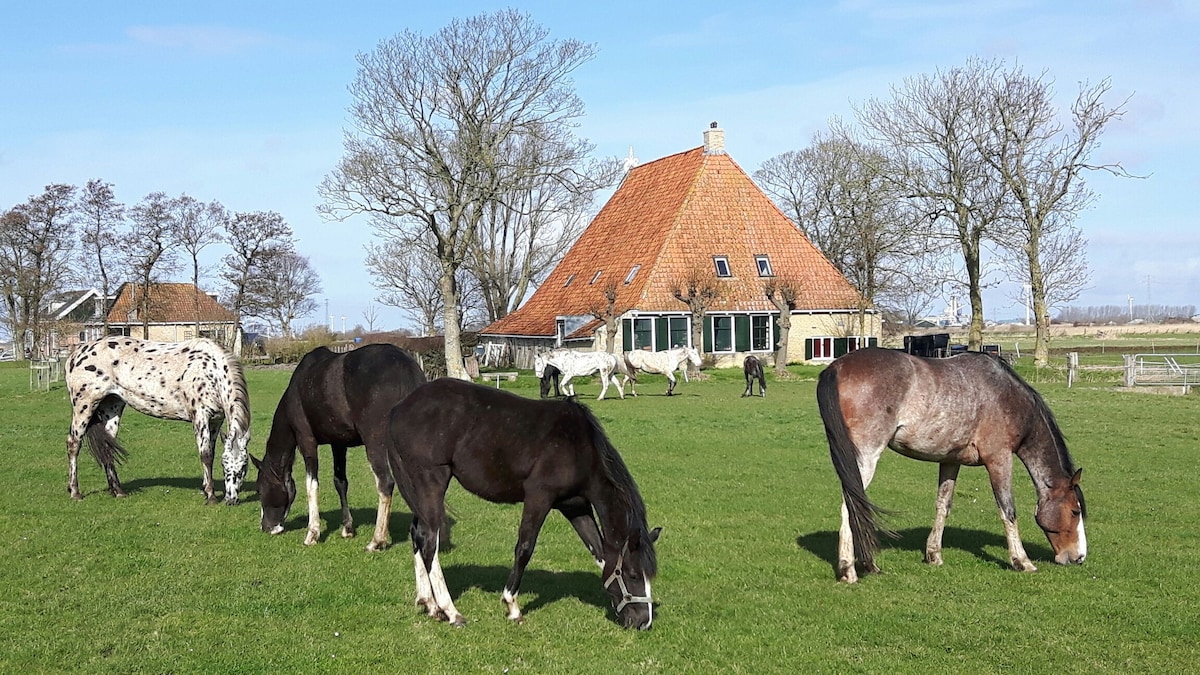带马/动物的农场客房乡村景点