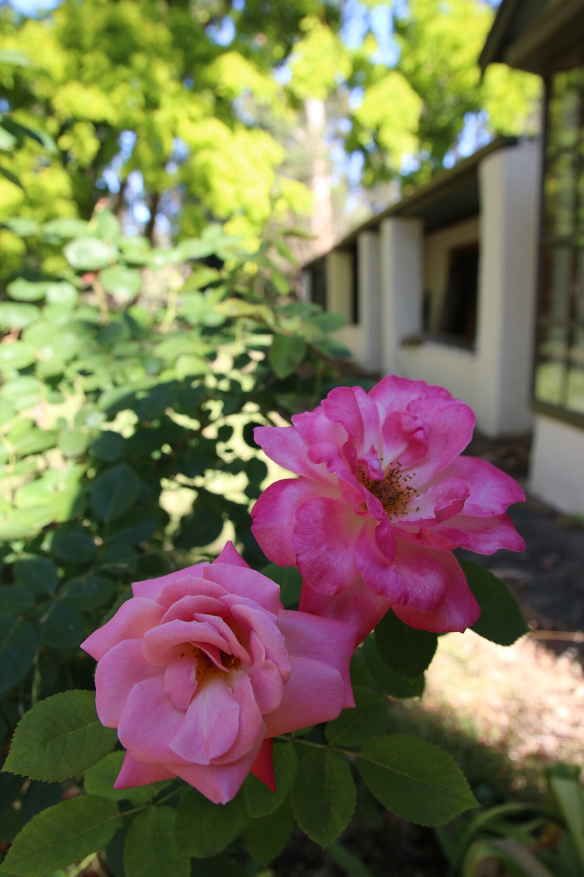 Country Escape at Glastonbury House