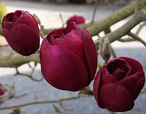 Magnolia House - Tulip