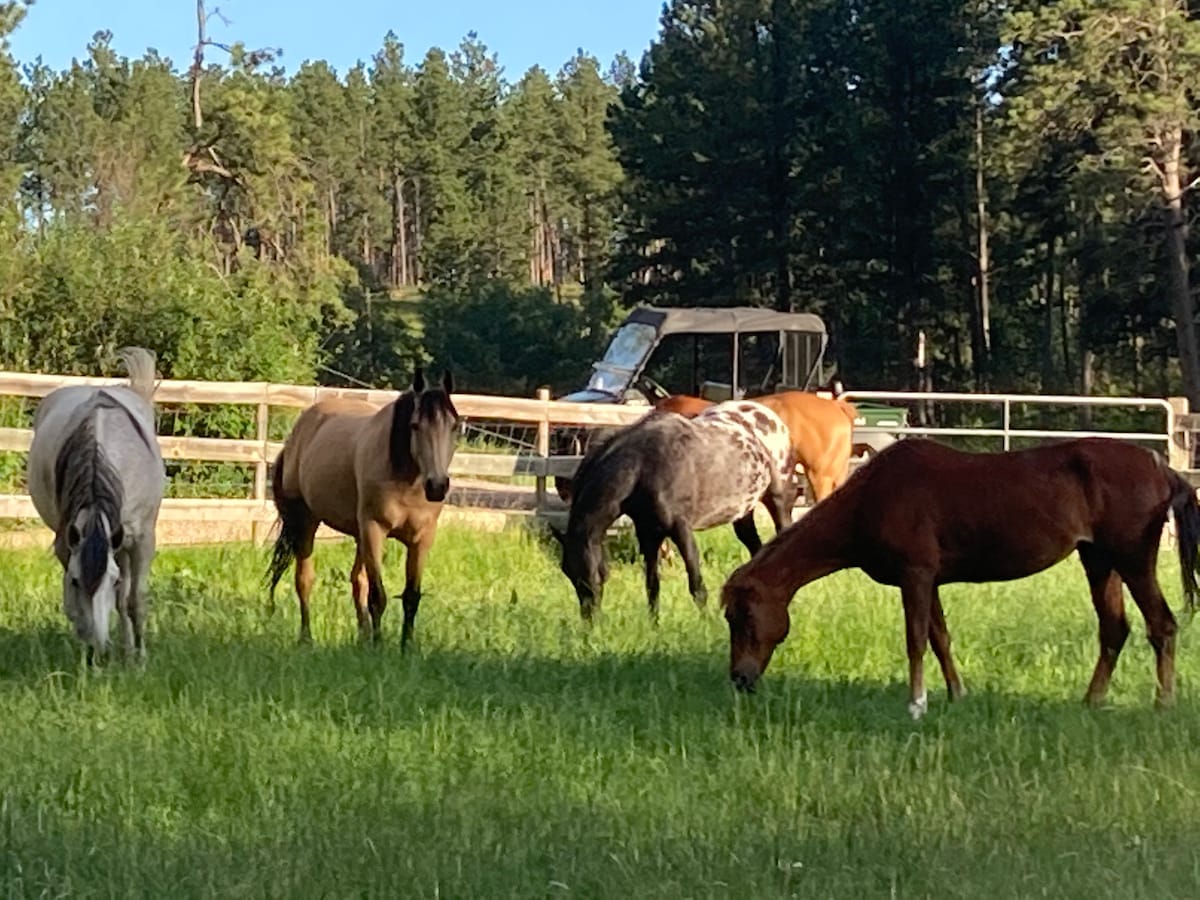小木屋- 20英亩，带马、山羊和迷你驴