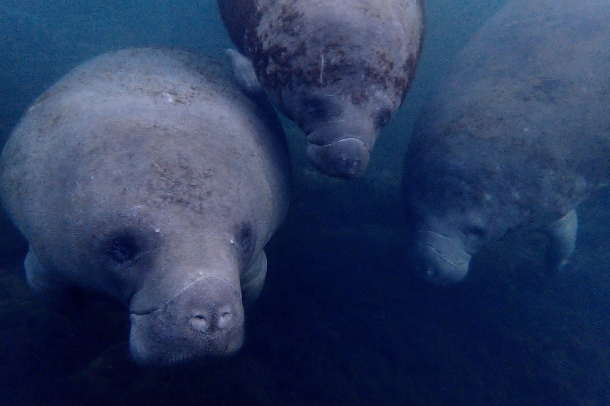 MANATEE happy私人房车网站~ Homosassa Spring