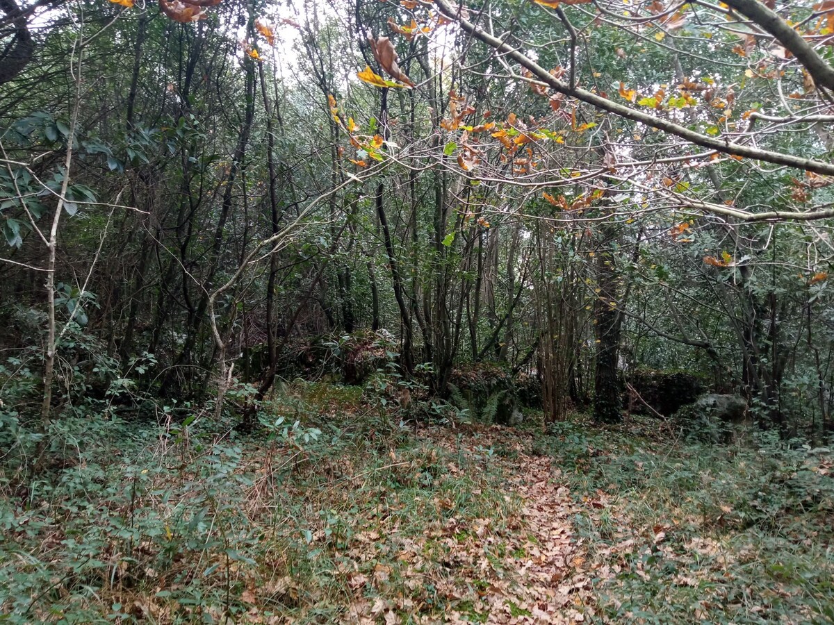 Experiencia tienda en bosque