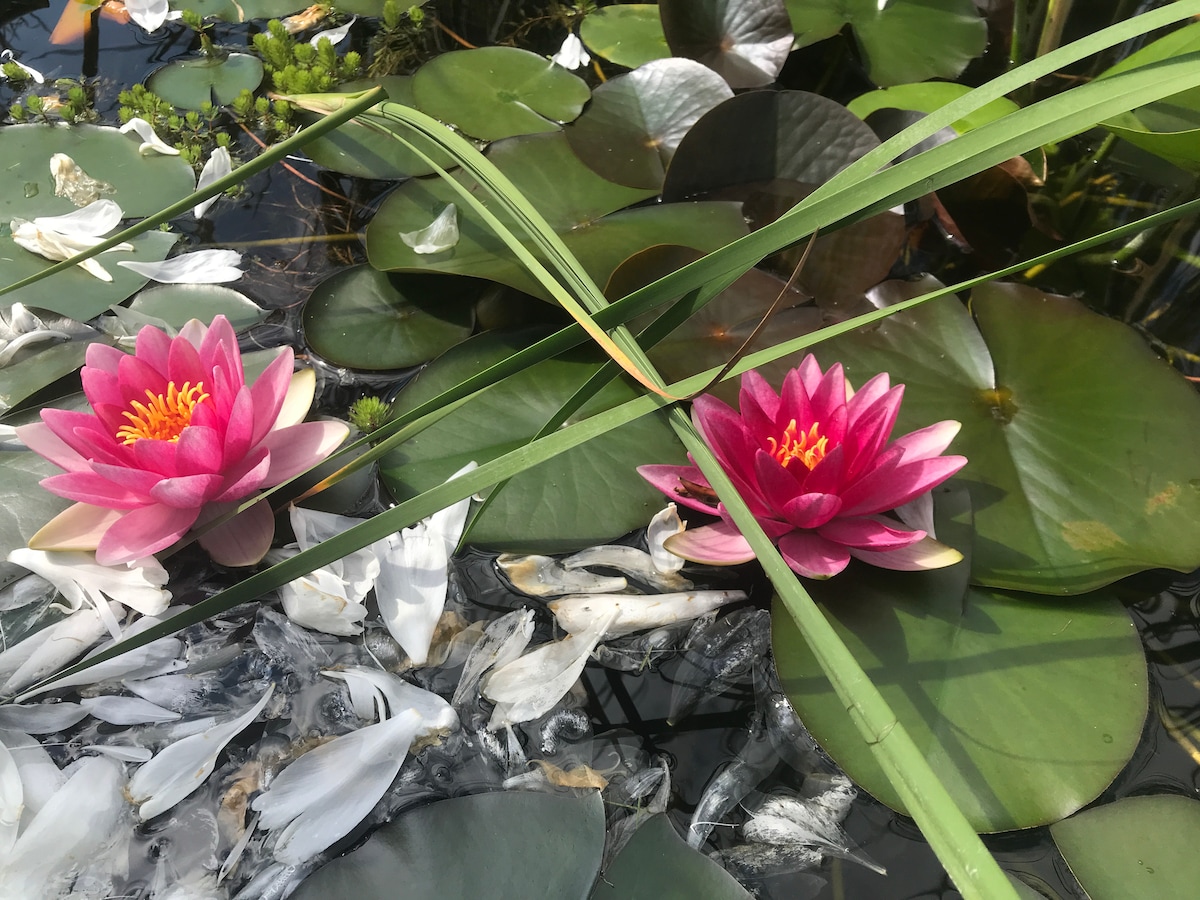 Lily Pond Estate Cottage