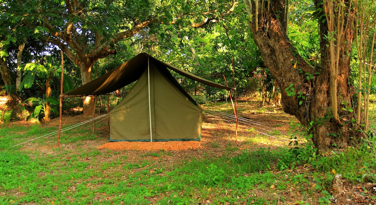 远亲Ecolodge ：野生动物园帐篷