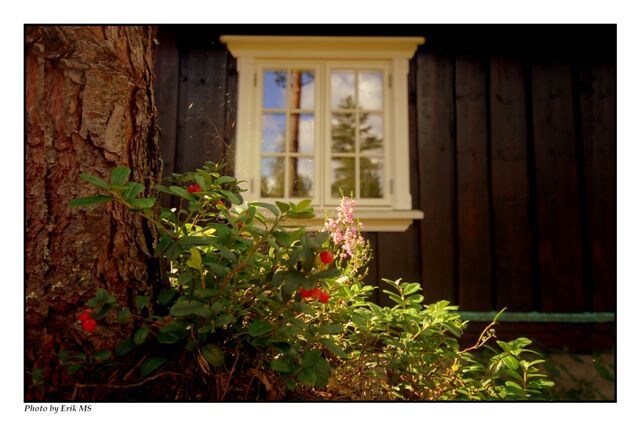 奥斯陆地区。森林中的房子，体验安静