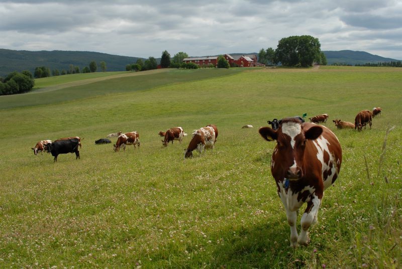 Kårenden på Bjerkem