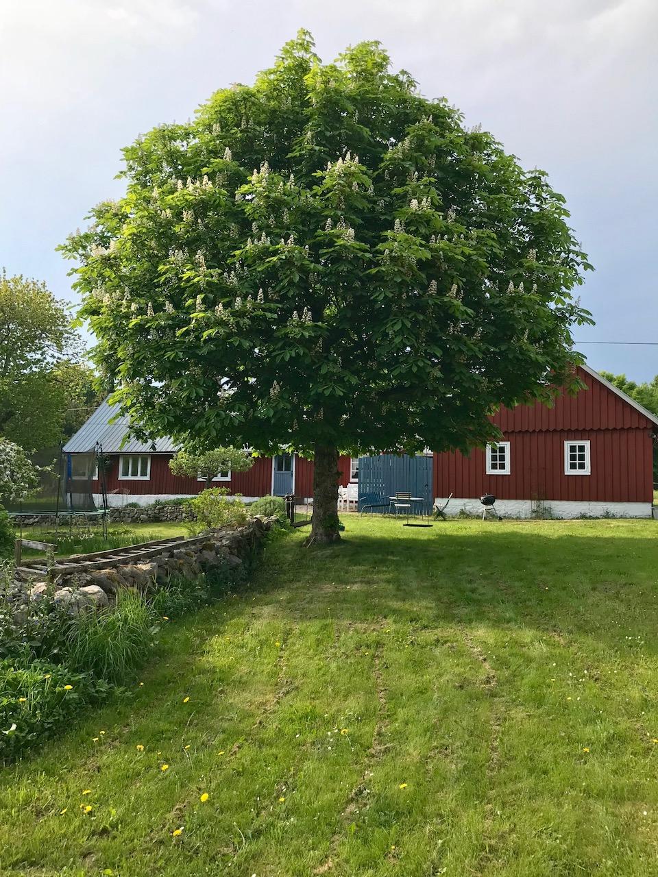 Sommer på Østerlen