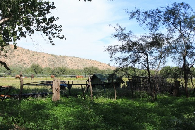 Circle of Trees (Site # 3)