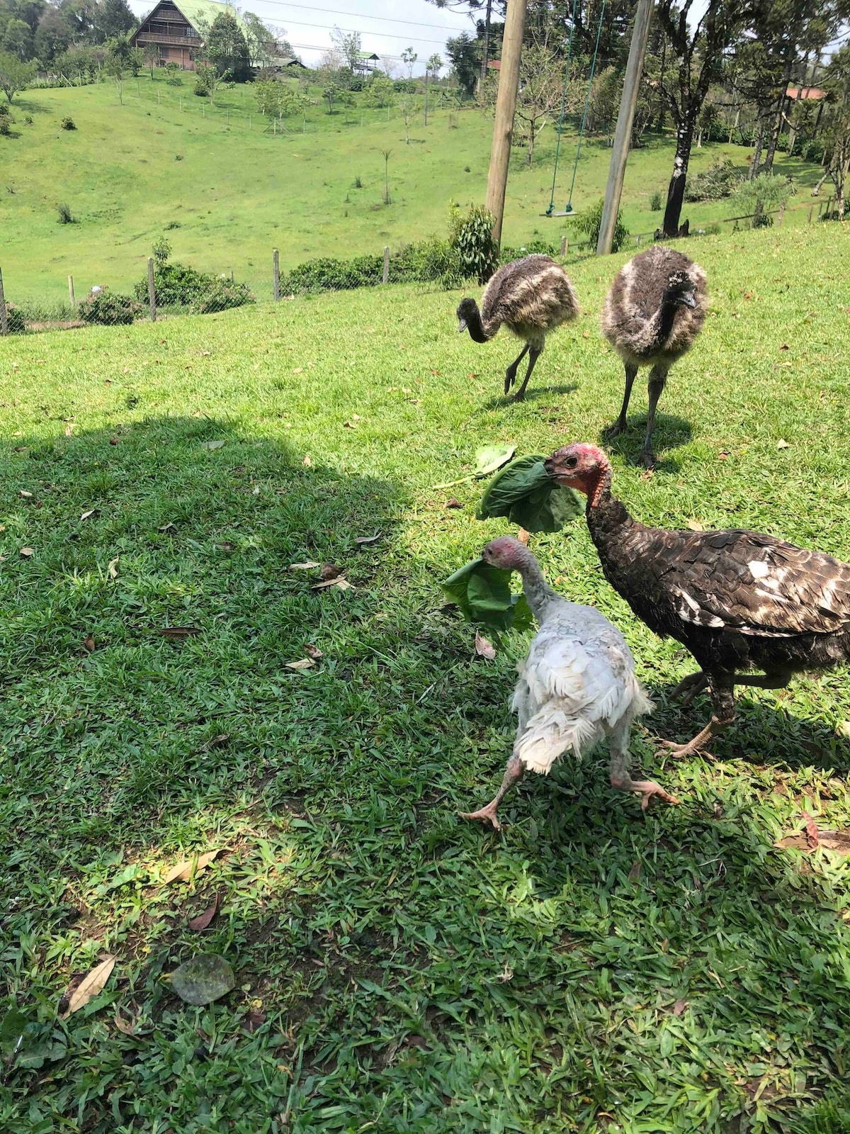 Cabana do Bosque -Rancho Künzel- Campo Alegre