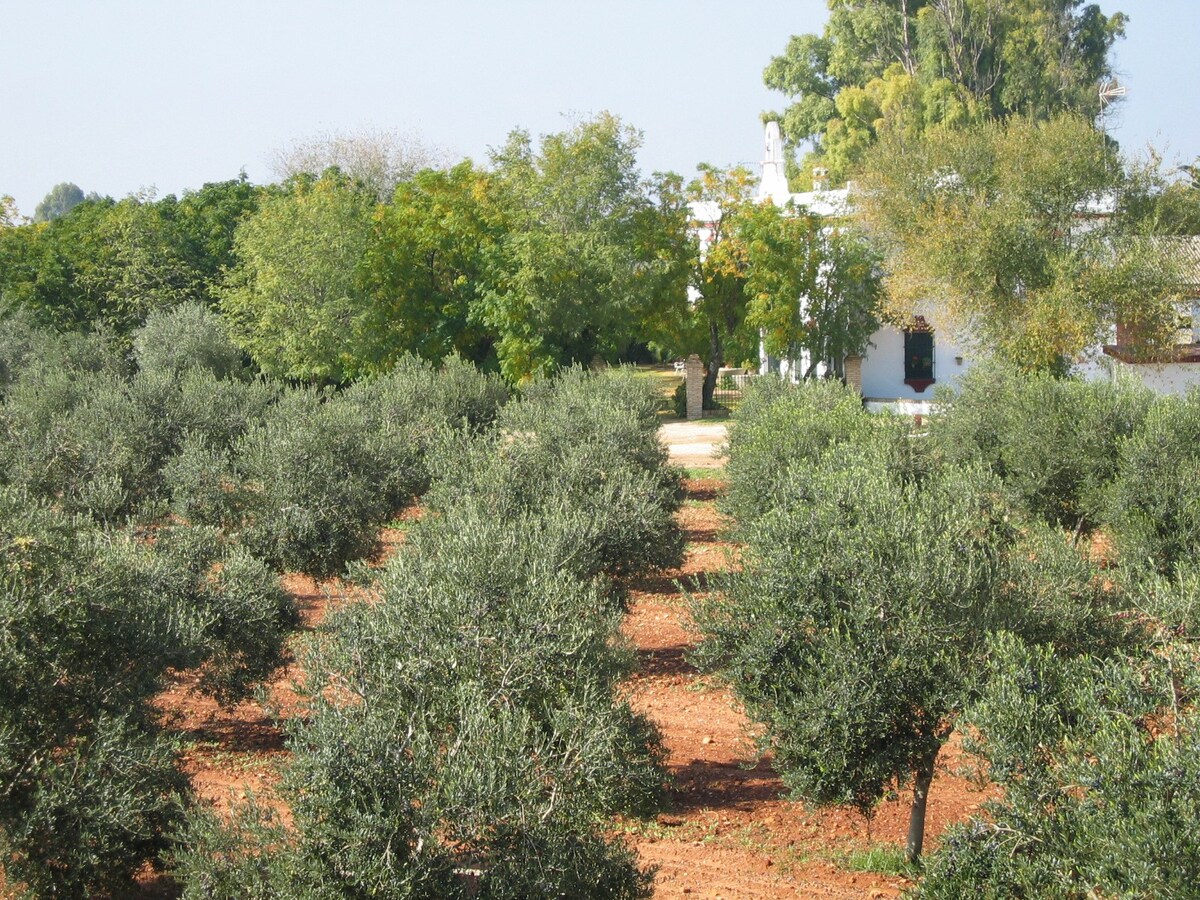 HACIENDA CHAMBERGO ：塞维利亚乡村民宅