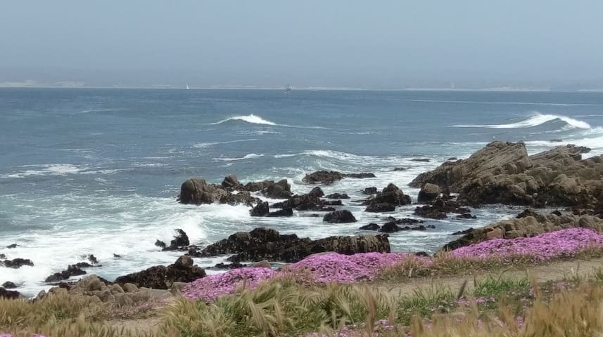 太平洋丛林(Pacific Grove)的民宿