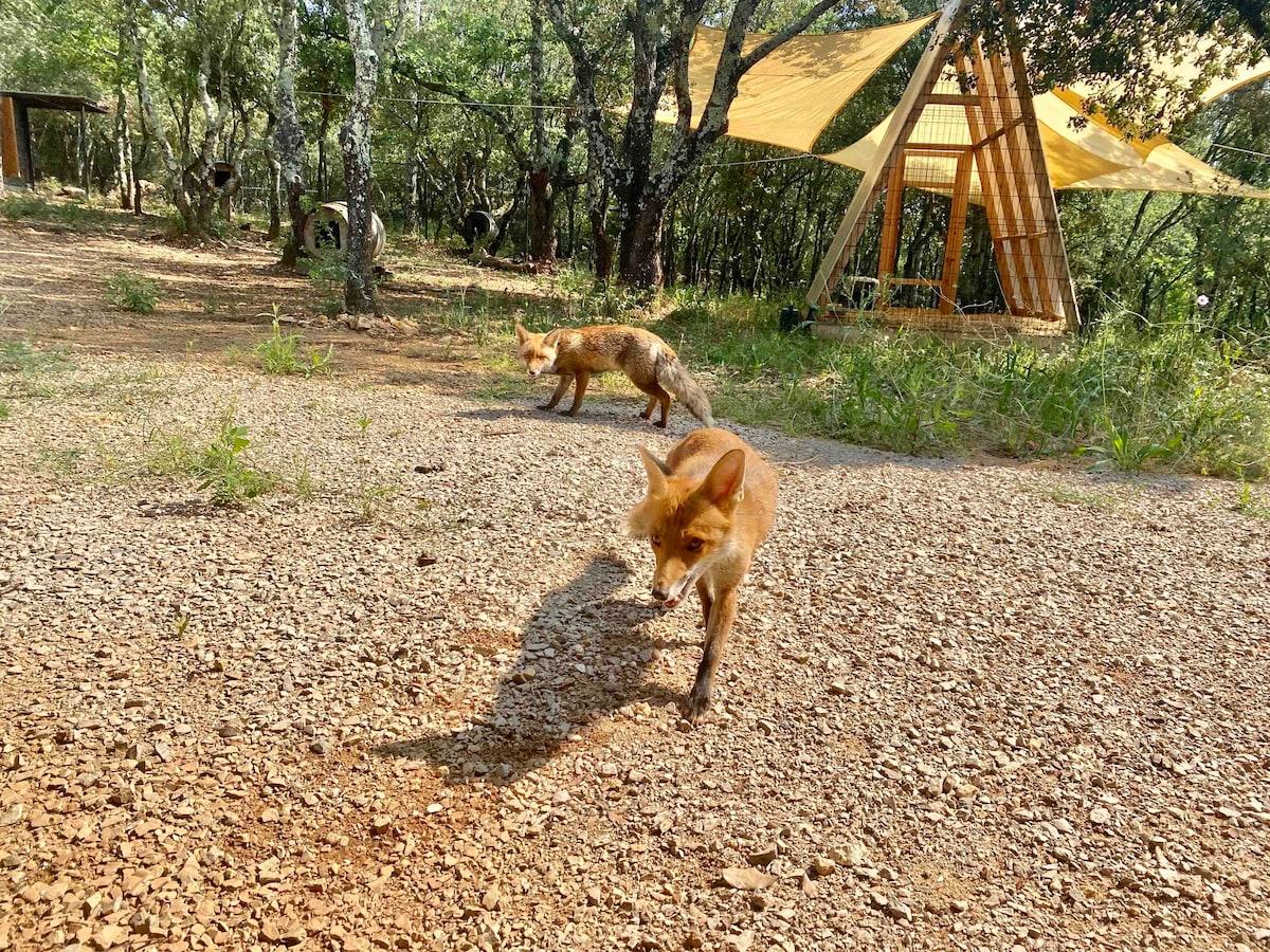 Ecolodge Cherokee avec les Renards