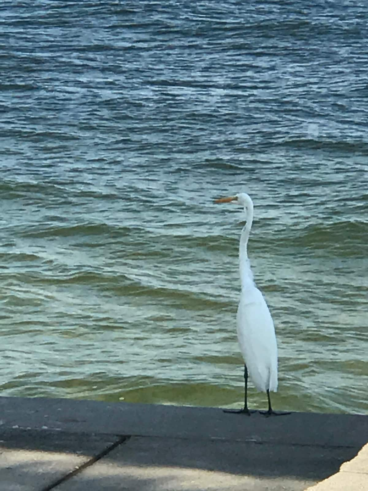 Blue Heron House海滩钓鱼潜水皮划艇Paley