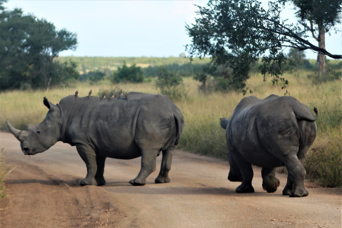 Ebony House - Kruger National Park