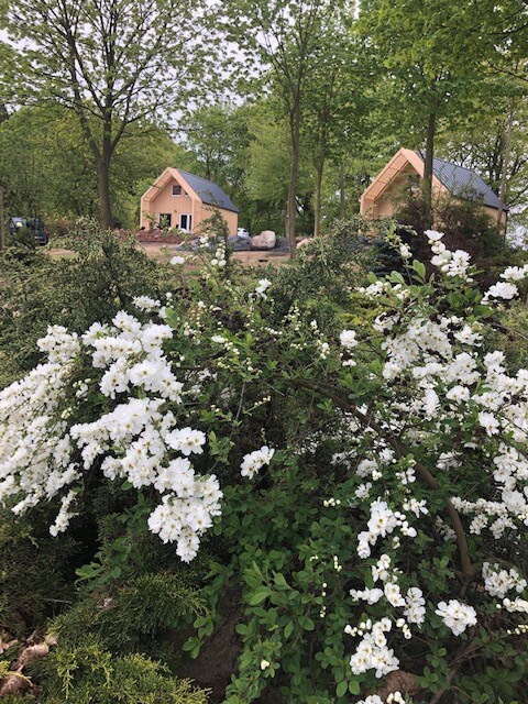 "Birch" house