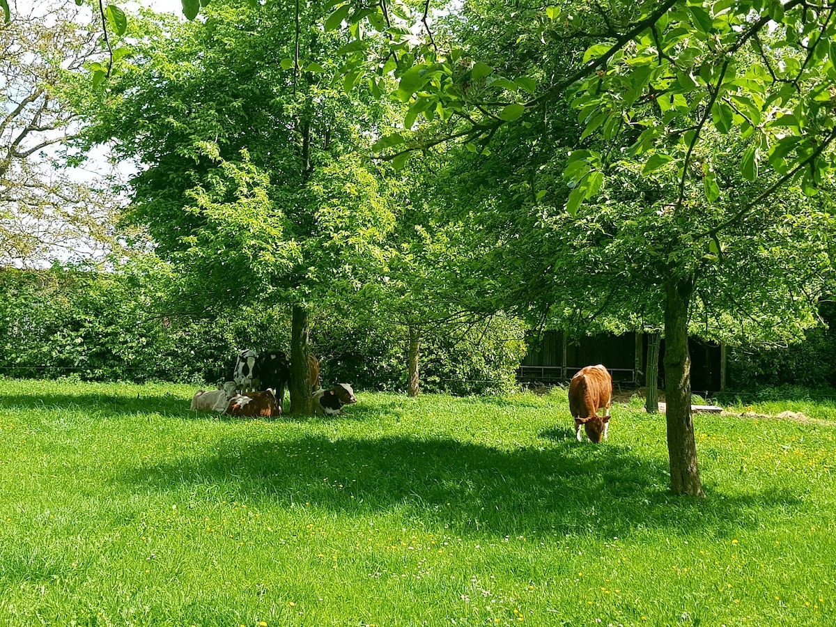 锡达乡村小屋