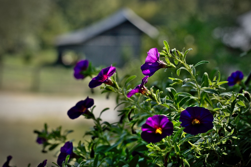 North Fork Farm Cottage