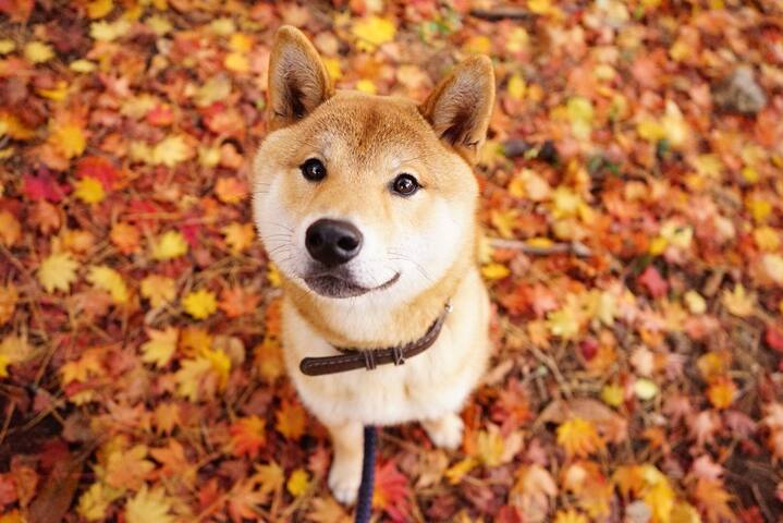 日本山形县十大推荐民宿 住宿 Airbnb爱彼迎