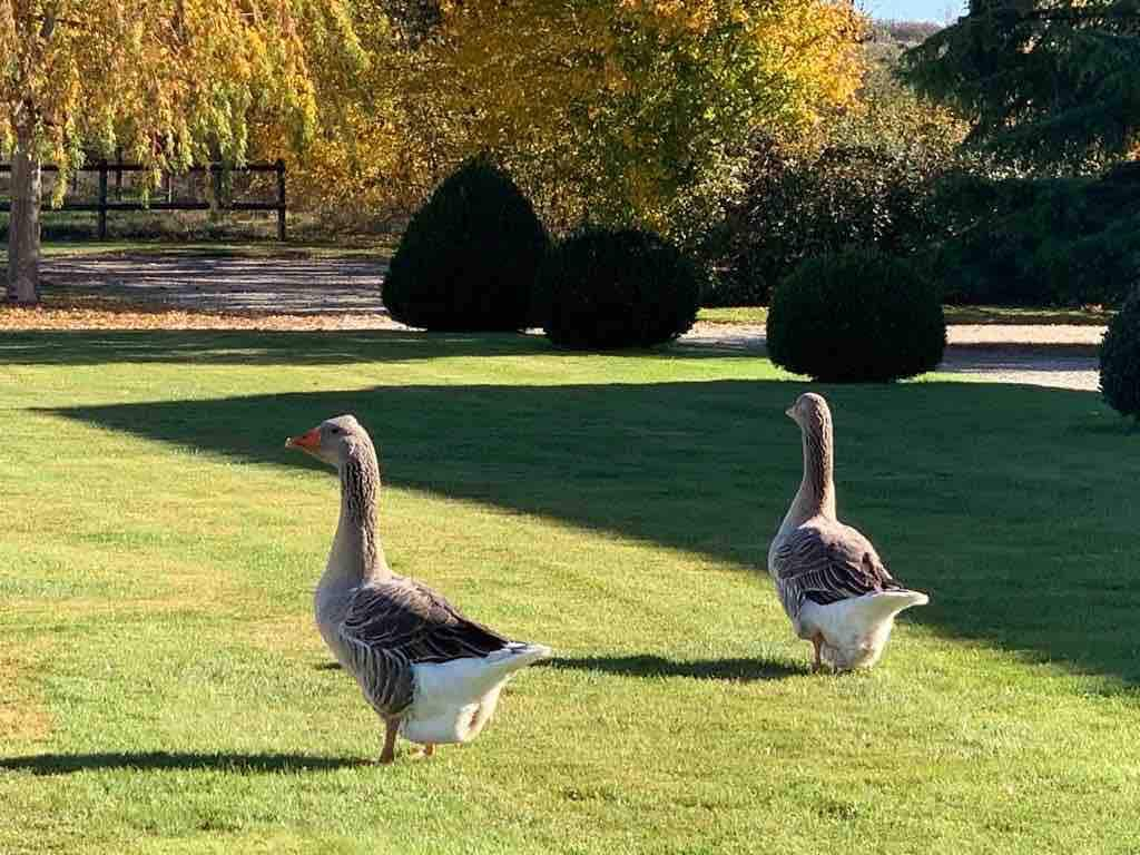 La Renaissance, Parc Naturel de la Brenne