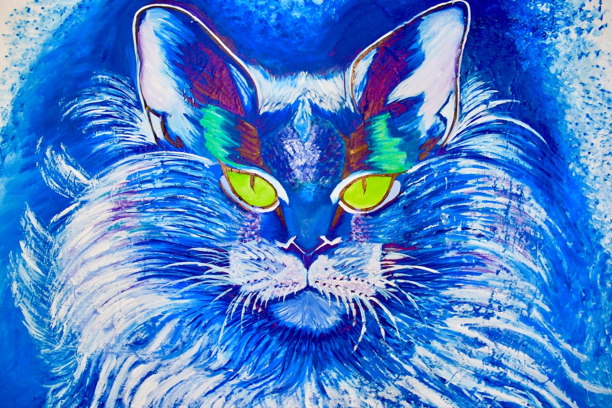 蓝猫（ Blue Cat ）