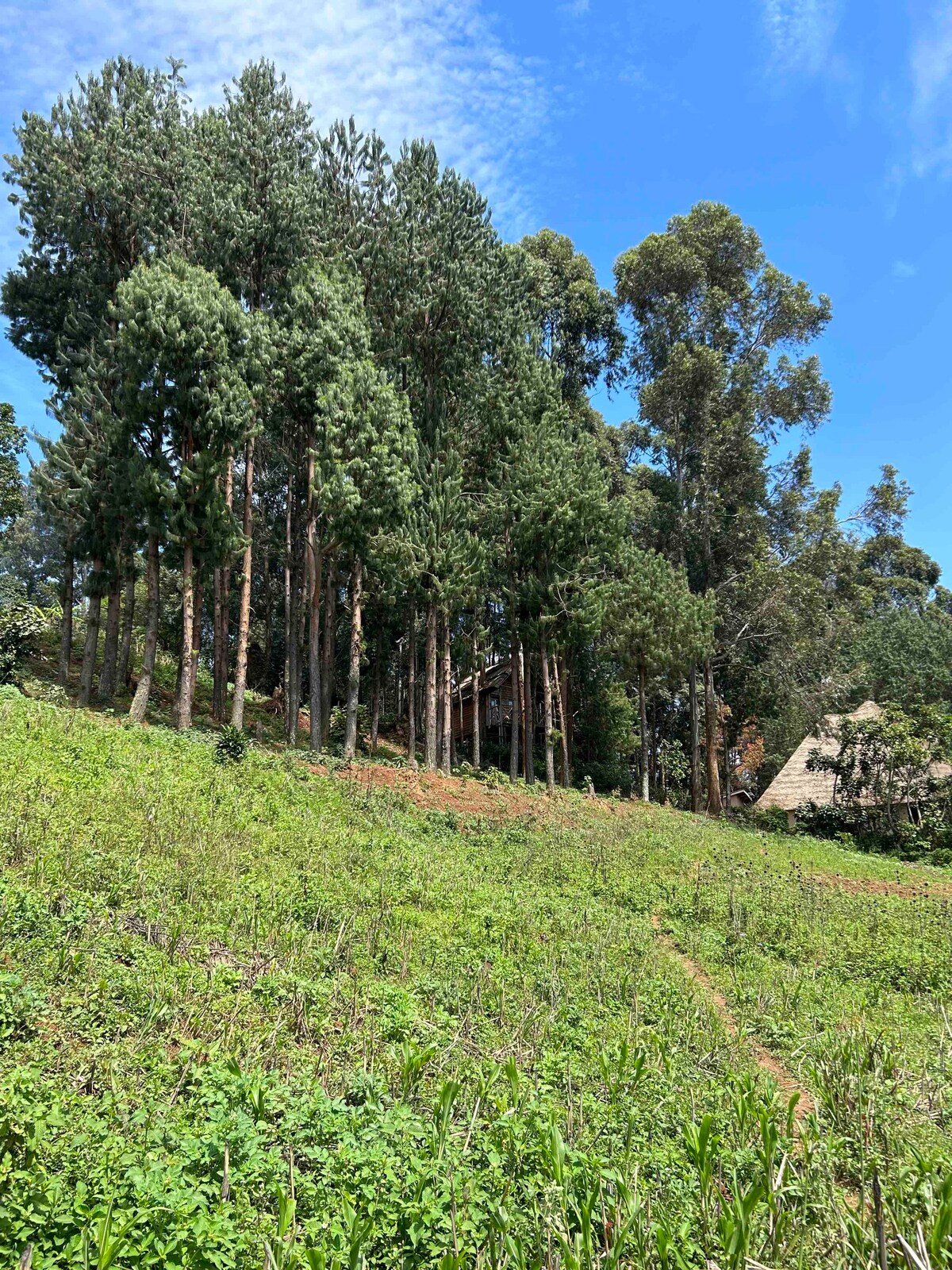 Agapanthus Treehouse, Itambira Island, Bunyonyi