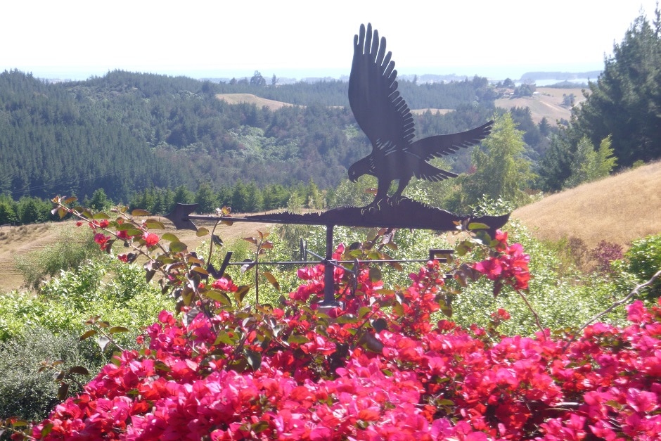 Hawk 's Ridge Redwood Valley