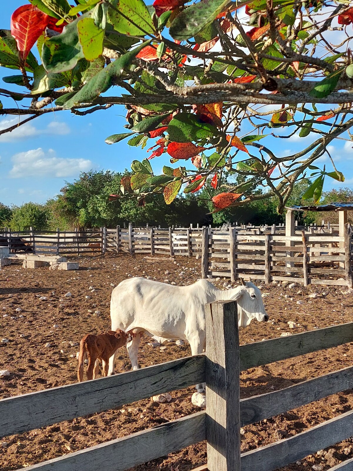 Rancho Actún-Há