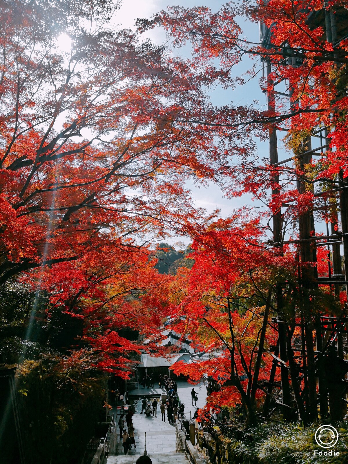 京都站1站地東福寺紅葉景區混合8人宿舍1張床位F