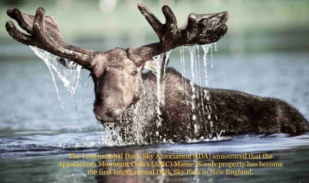 Swimming Moose-Private Lake-Great Fishing