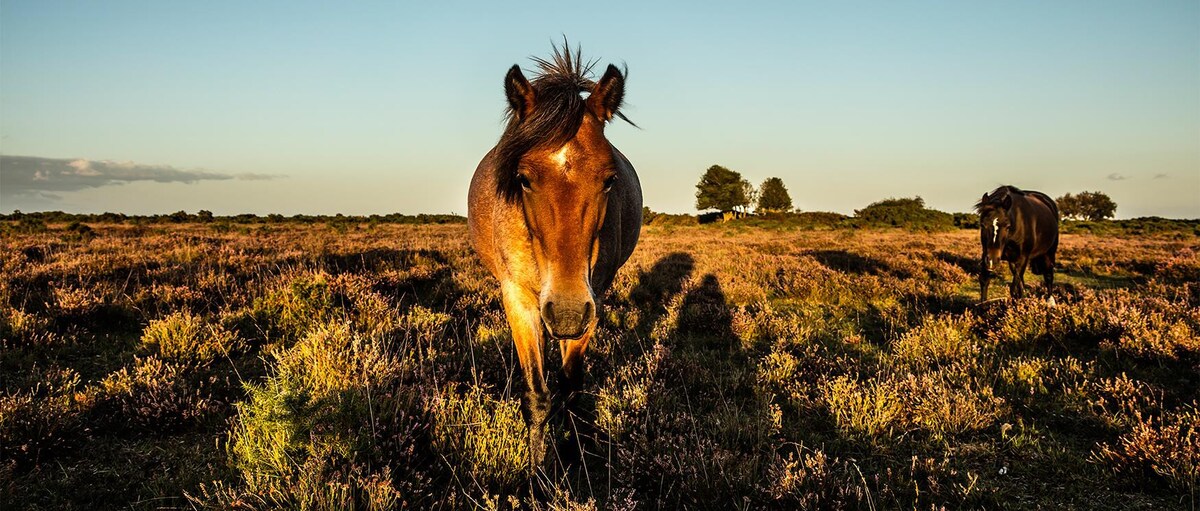 The heart of the New Forest