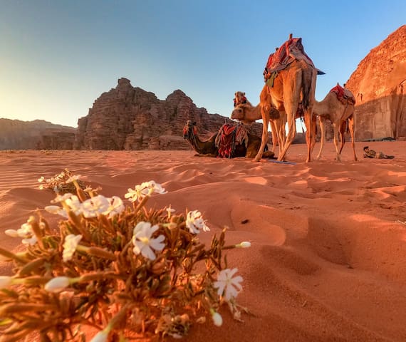 Wadi Rum Village的民宿