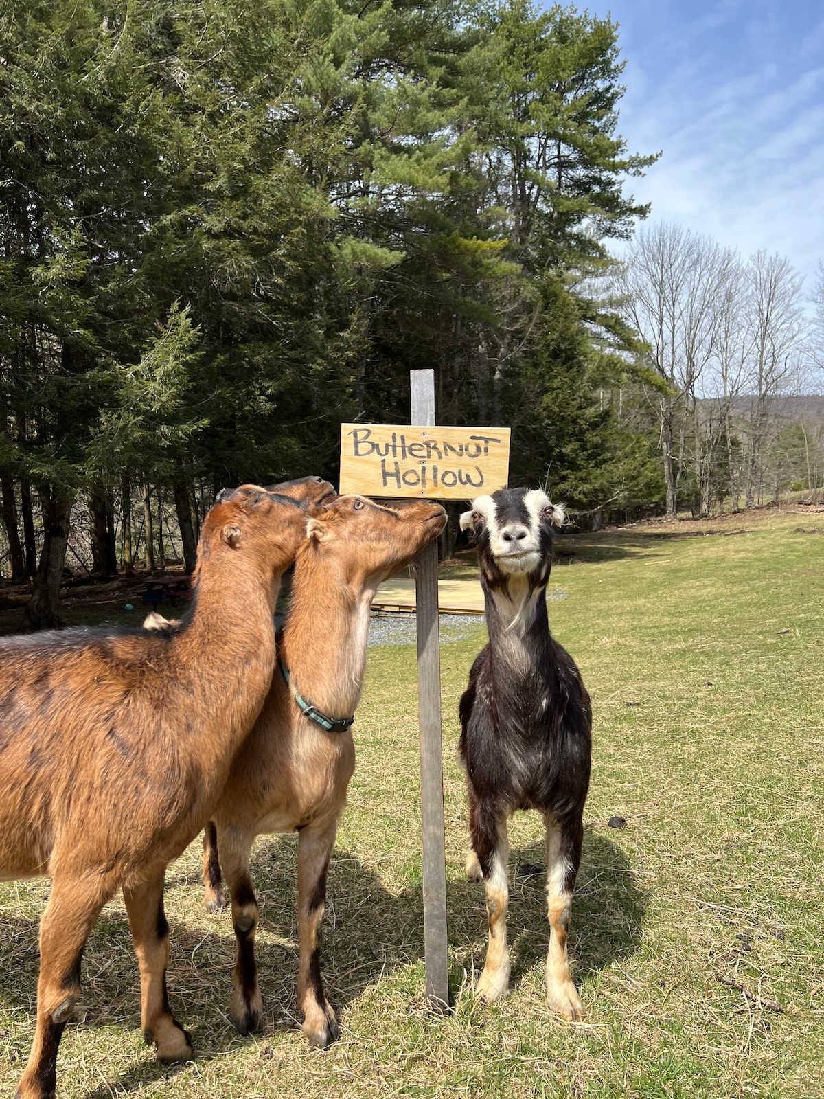 Butternut Hollow Glamping site