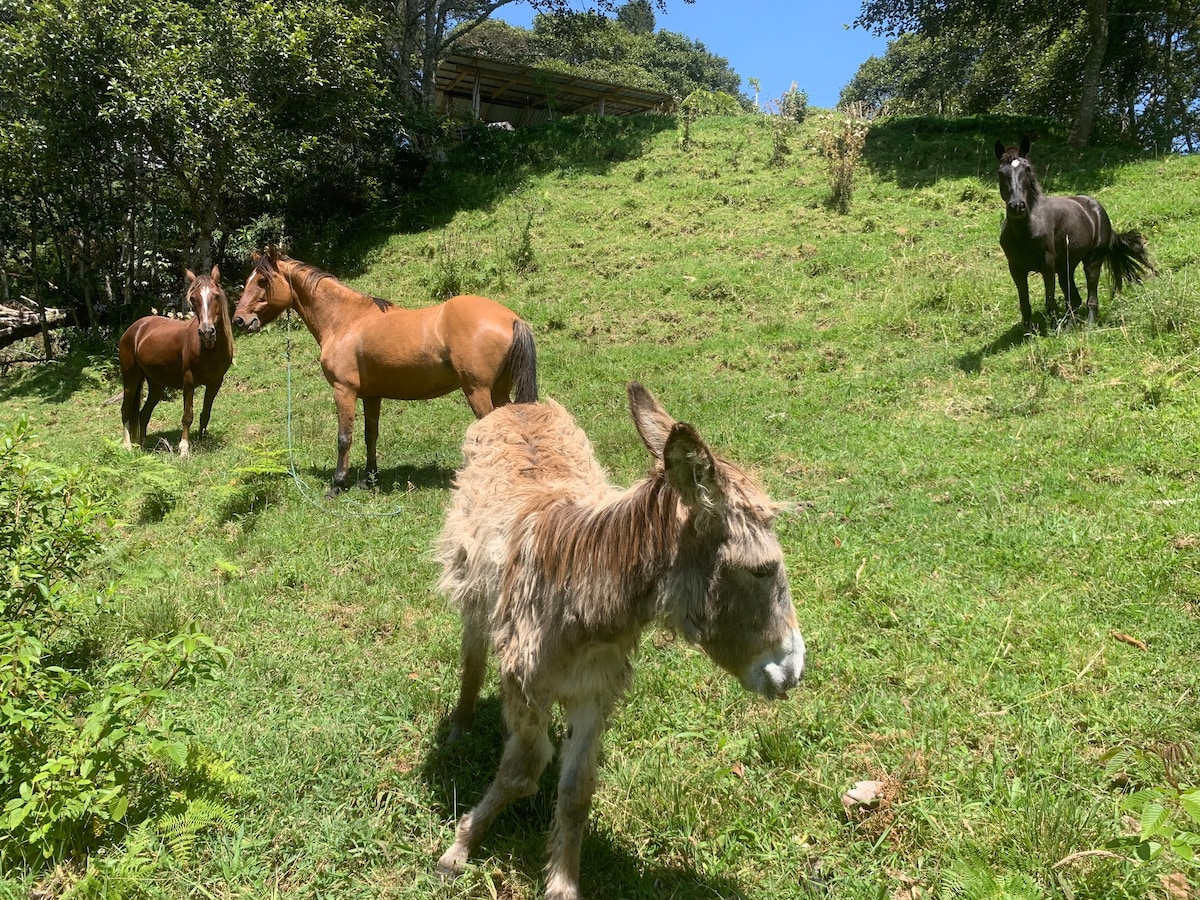 Urku Allipacha Finca Organica Casa de Campo