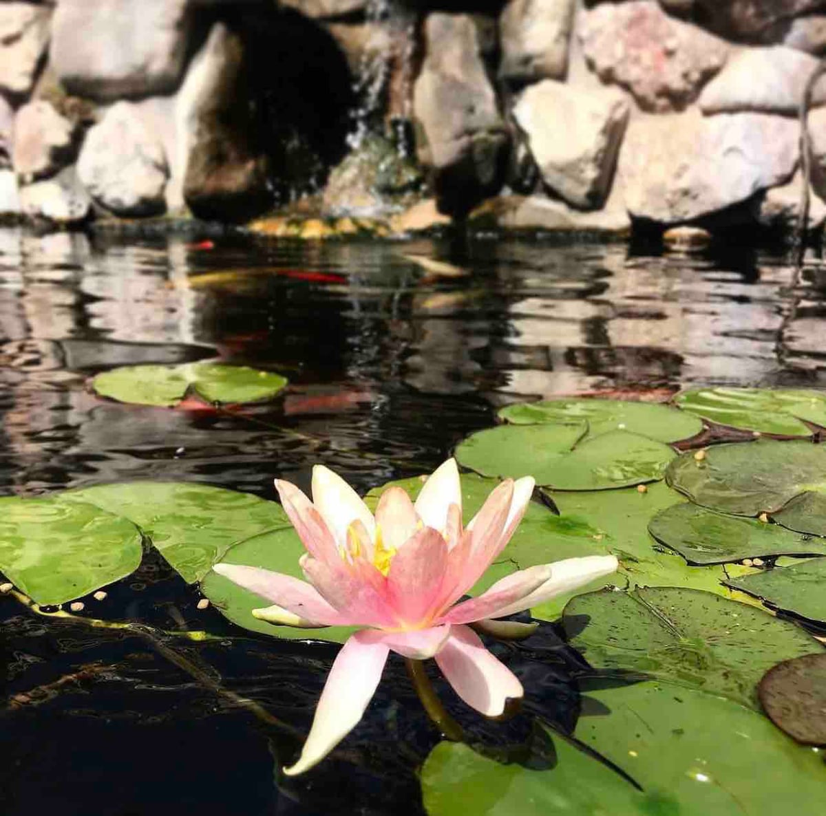 美人鱼城堡带锦鲤池塘的莲花套房