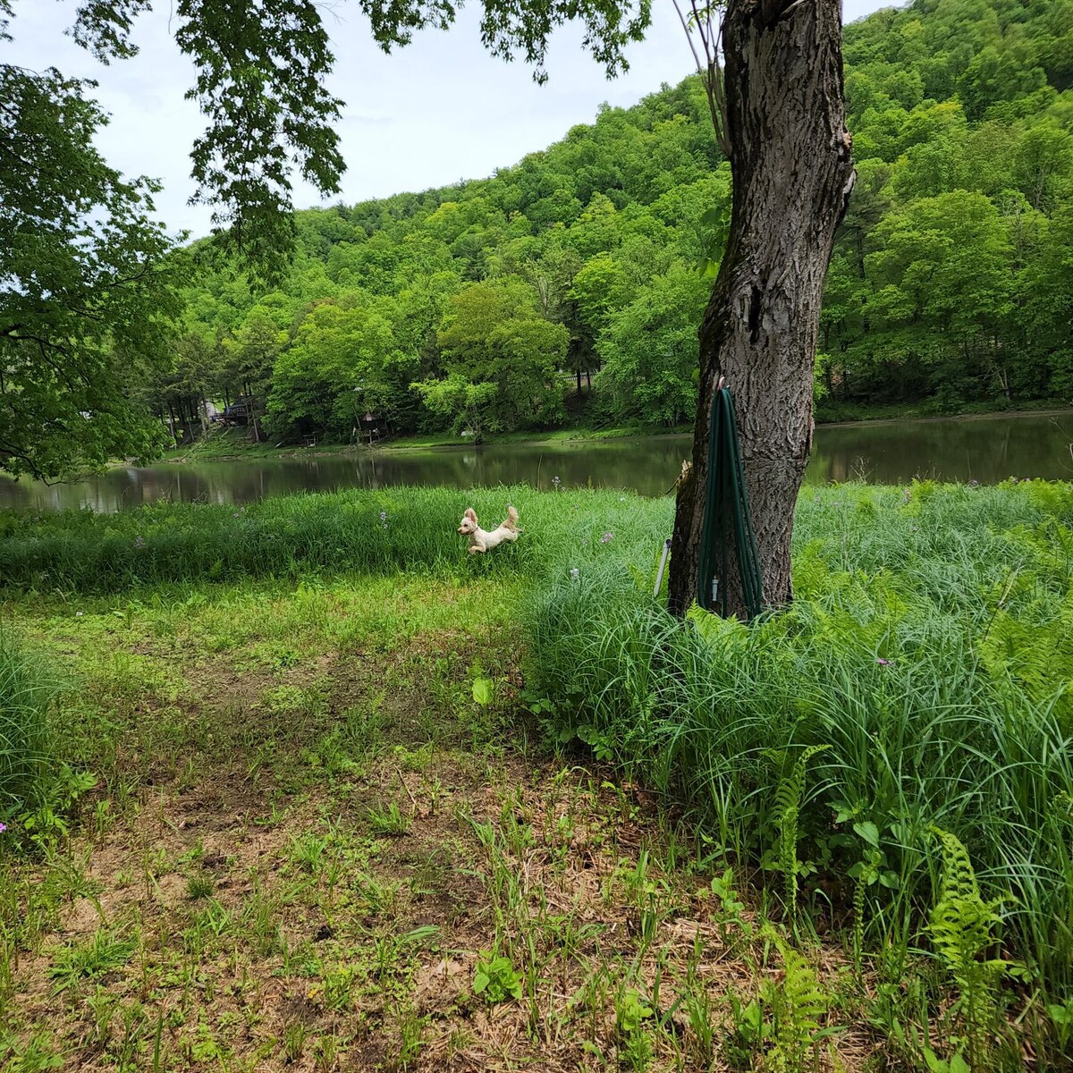 Allegheny River Island Cabin and Treehouse