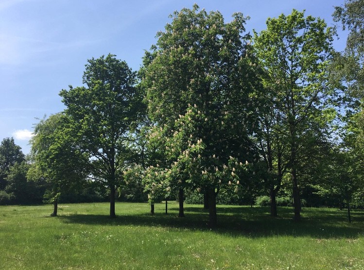 Wohnen in der Natur am See