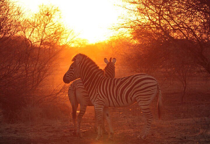 Matopi Safaris