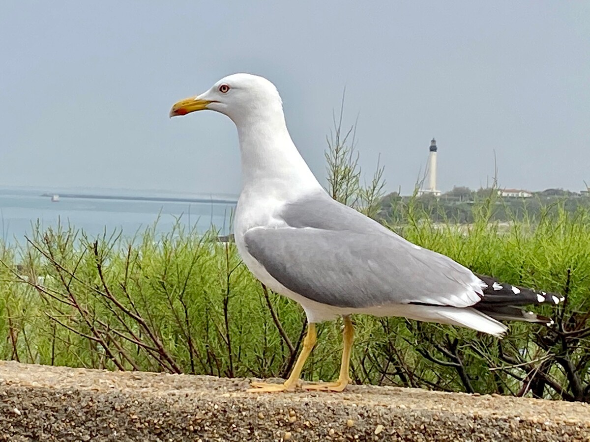 海滨单间公寓……