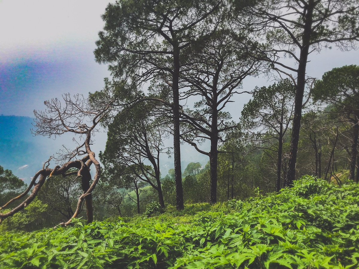 Santila、乡村家庭、Kasauli Hills