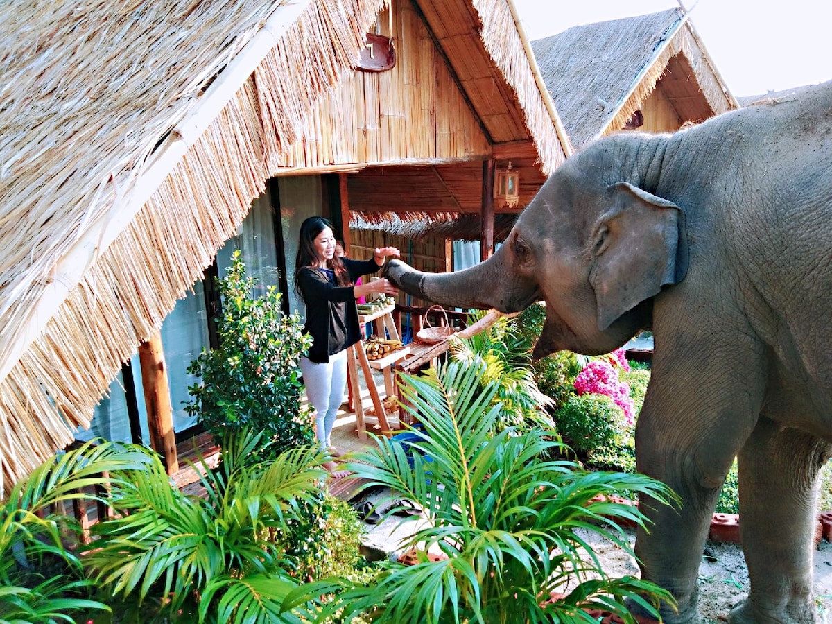 大象民宿三号maewanggoldelephantpark Mae Win民宿