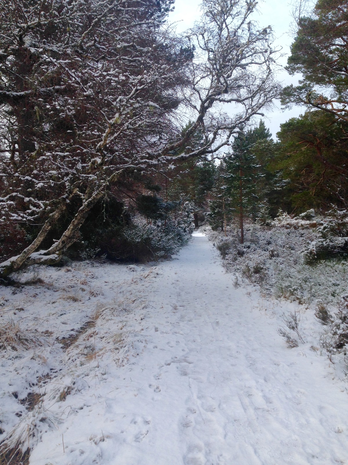 阿维莫尔卡鲁纳小屋（ Calluna Cottage ）