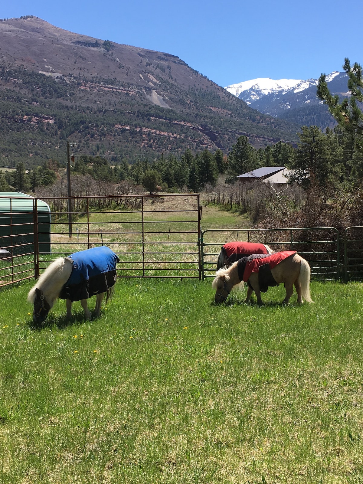 Moe 's Mini Horse Farm - Deer Bedroom （标准双人）