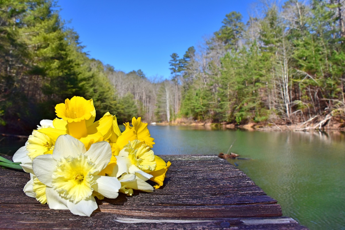 Secluded, waterfront cabin nestled in Ellijay Ga